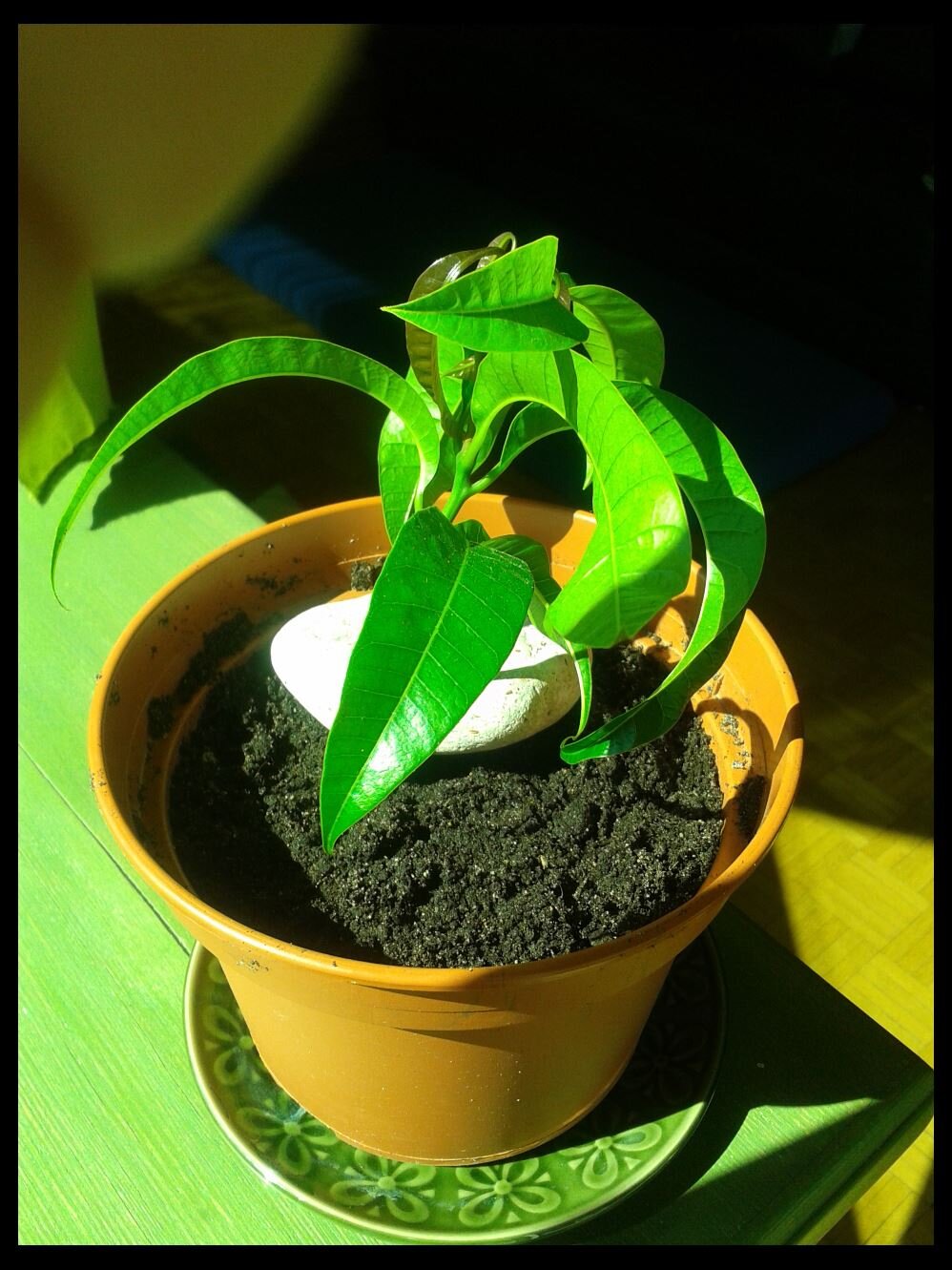 mango_